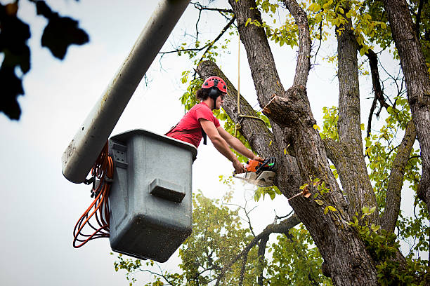 Best Emergency Tree Removal  in Charleston, MO